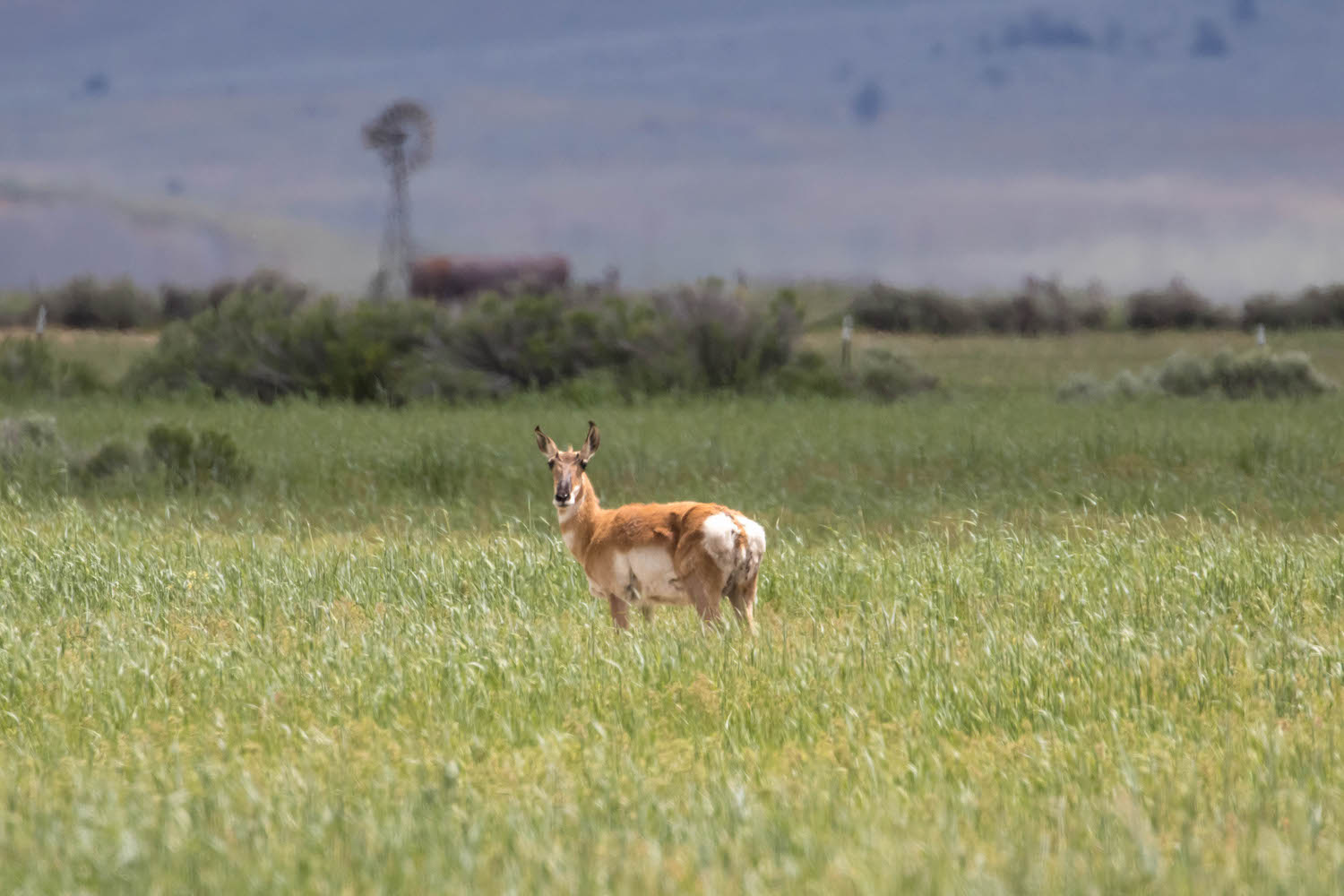 Pronghorn in Sierra Valley