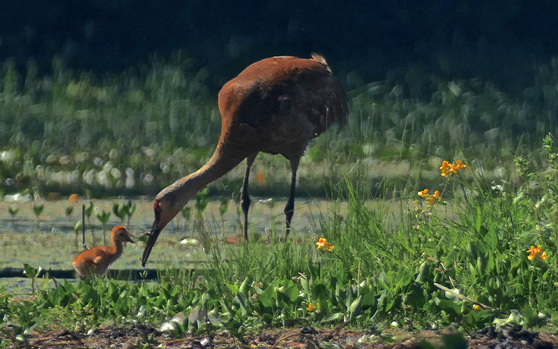 Sandhill Crane with baby