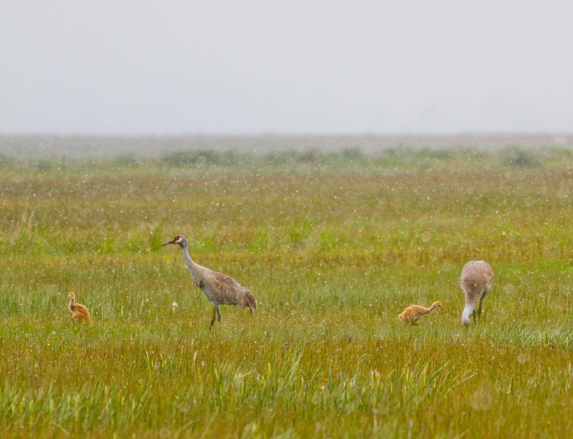 Sandhill Cranes with colts at the Sierra Valley Preserve