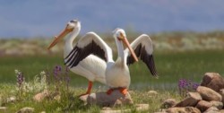 White Pelicans spread wings in Sierra Valley