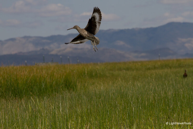 An American Willet takes flight over Sierra Valley meadow